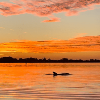 DOLPHIN TOURS