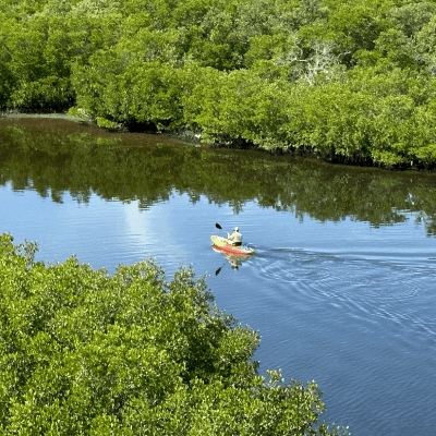 MANGROVE TOURS